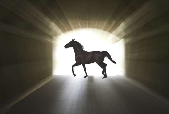 7 indicii că ai fost un cal într-o viață anterioară