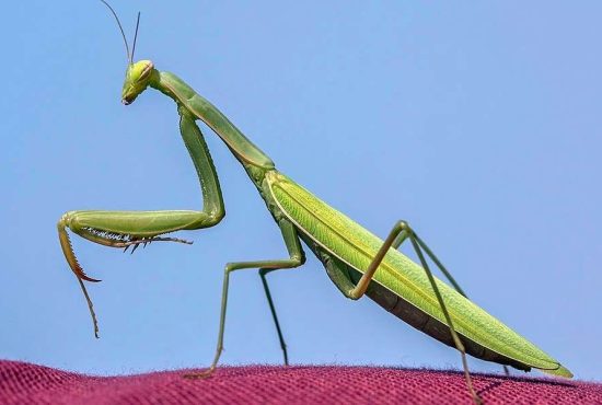 7 lucruri pe care nu le știai despre insecta călugăriță