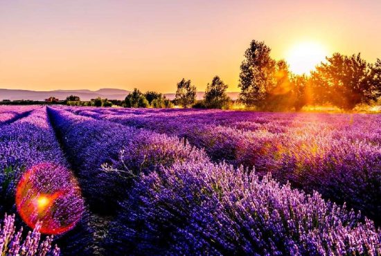 7 lucruri despre moda excursiilor în lanul de lavandă