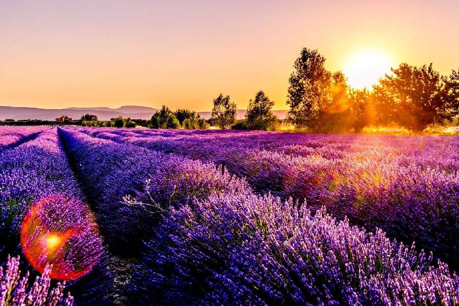 7 lucruri despre moda excursiilor în lanul de lavandă