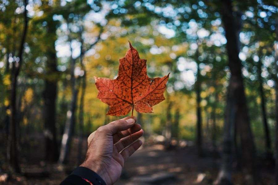 7 lucruri despre viața românilor din Canada
