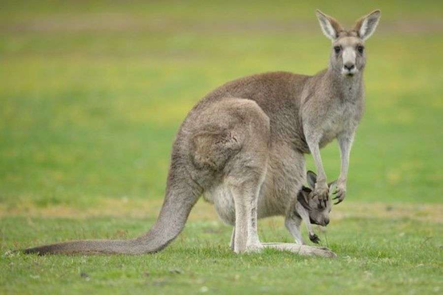 7 specii de animale cărora le-ar fi util un marsupiu