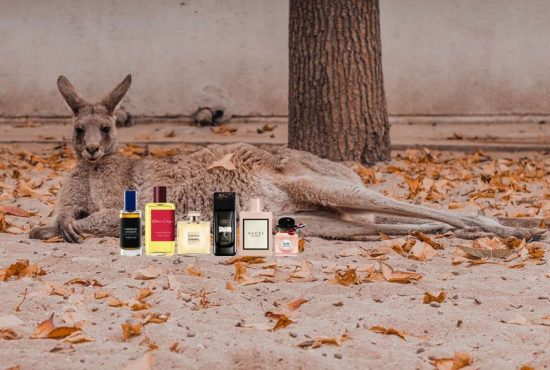 7 animale periculoase din Australia de care sigur n-ai auzit