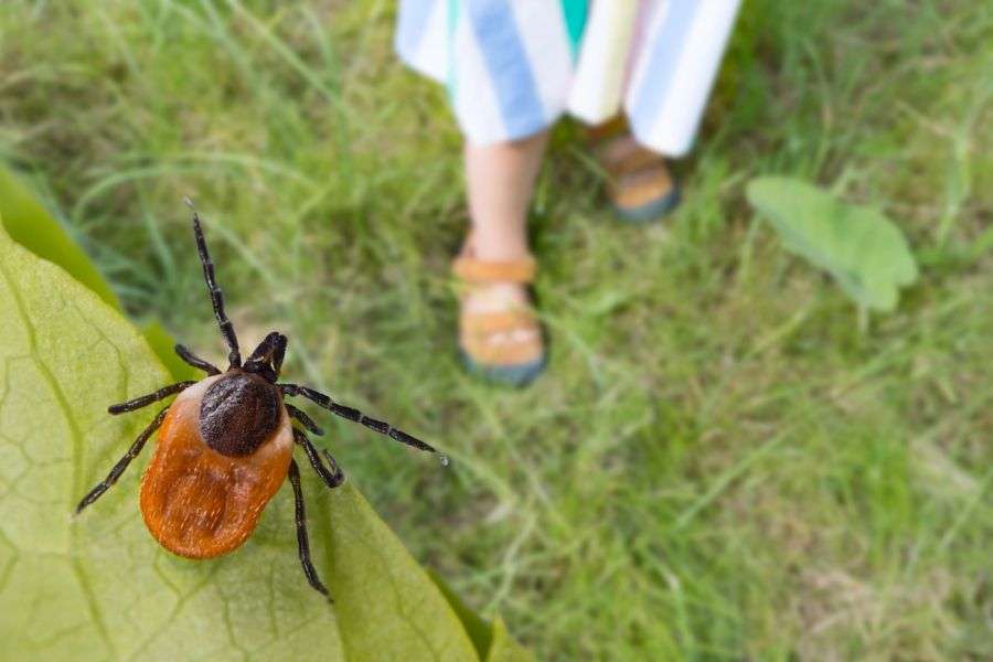 7 indicii că ai căzut victimă căpușelor