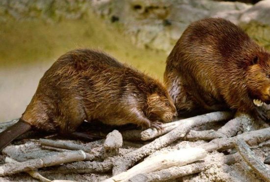 7 lucruri despre Dorelul animalelor, castorul