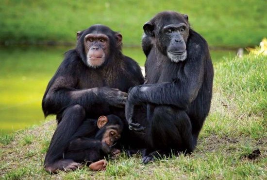 7 lucruri despre rudele noastre cele mai apropiate, cimpanzeii