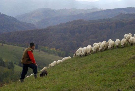 7 lucruri despre viața la stână
