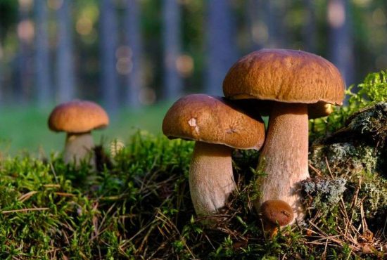 7 lucruri despre ciupercile delicioase din pădurile României