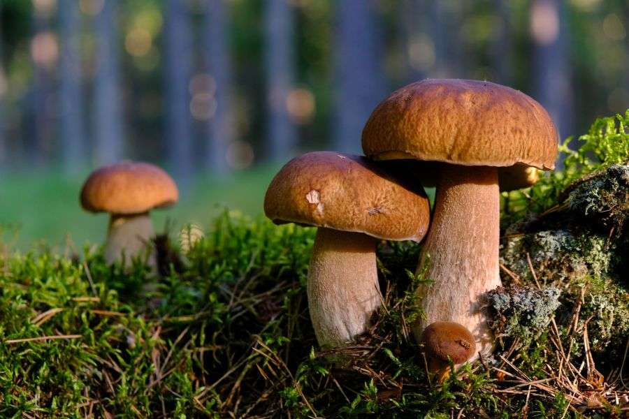 7 lucruri despre ciupercile delicioase din pădurile României