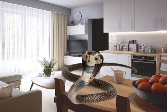 7 sfaturi utile dacă vrei să creşti o cobră în garsonieră