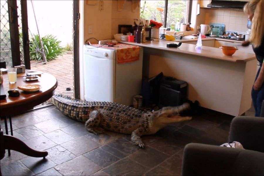 7 motive pentru care e mișto să fii crocodil în București