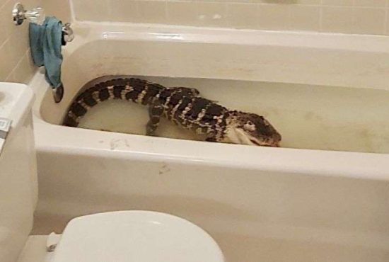 7 sfaturi pentru românii care cresc crocodili în cadă