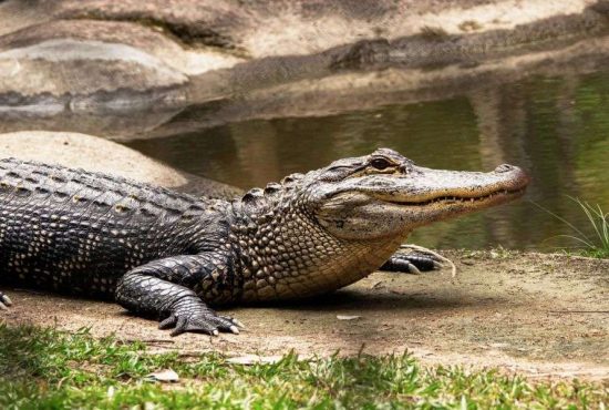 7 crocodili celebri de care sigur ai auzit