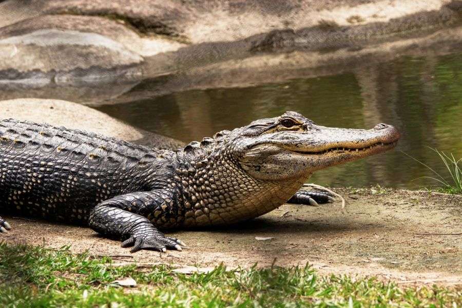 7 lucruri pe care nu le ştiai despre crocodili şi rudele lor