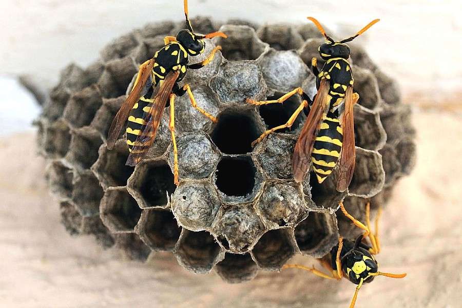 7 metode să scapi uşor de un cuib de viespi