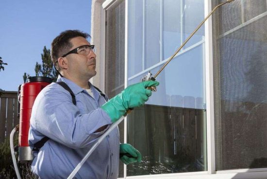 7 metode garantate să scapi de insectele din casă