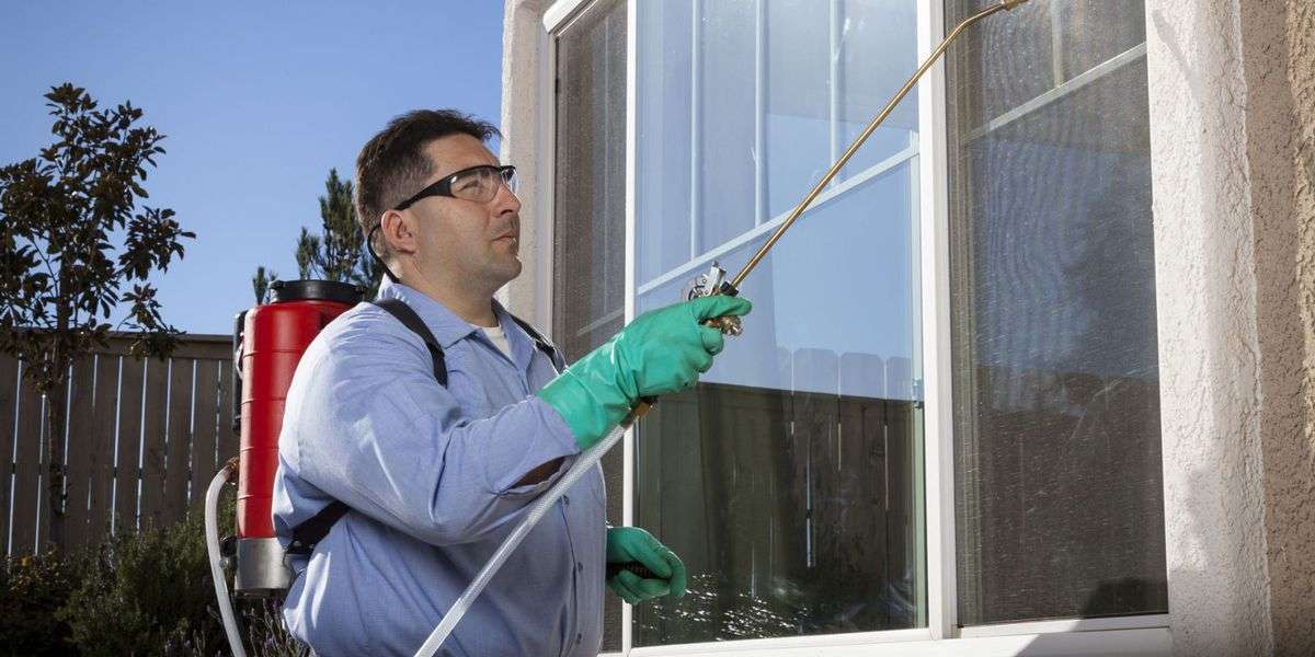 7 metode garantate să scapi de insectele din casă