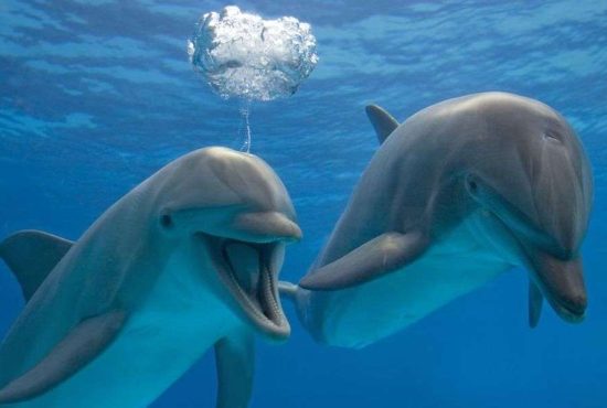 7 lucruri extrem de interesante despre delfini