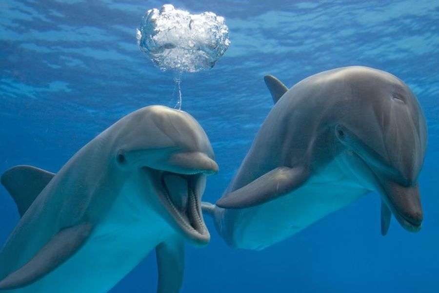 7 lucruri extrem de interesante despre delfini