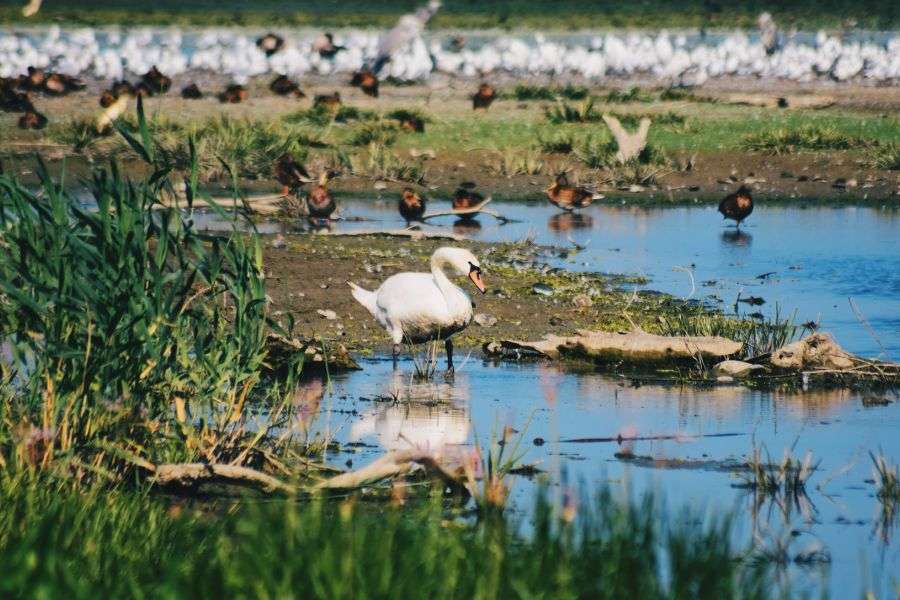 7 specii rare care trăiesc doar în Delta Dunării