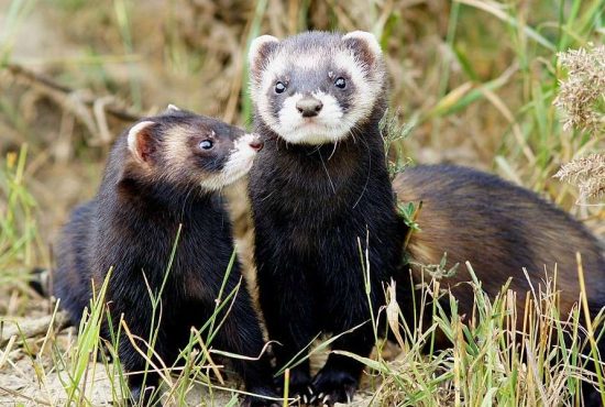 Top 7 cele mai scumpe animale de companie din lume