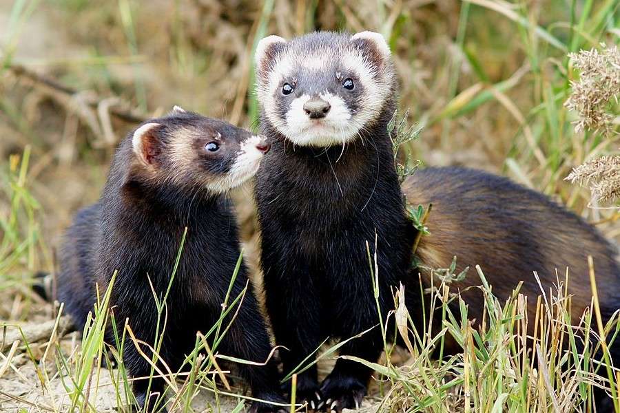 Top 7 cele mai scumpe animale de companie din lume