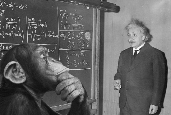 7 animale celebre de care probabil n-ai auzit până acum