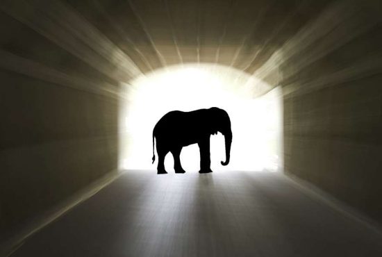 7 indicii că ai fost elefant într-o viață anterioară