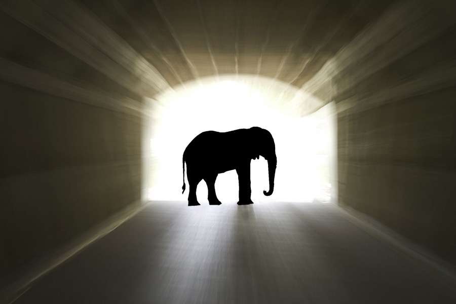7 indicii că ai fost elefant într-o viață anterioară