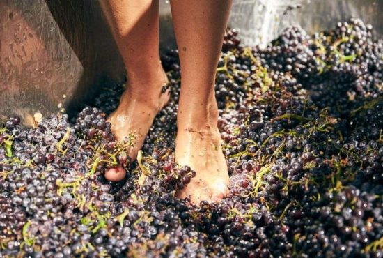 7 paşi simpli ca să faci un vin de excepţie