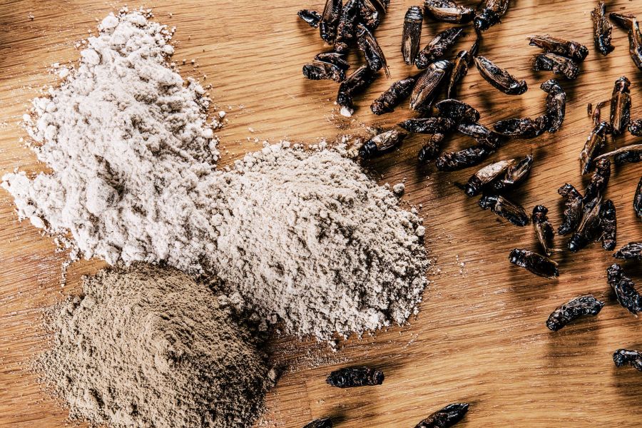 7 dezavantaje ale făinii din greieri