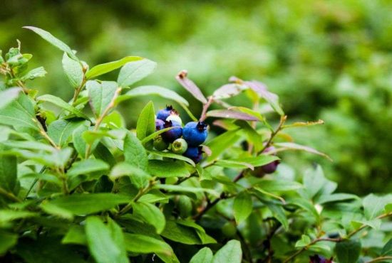 7 sfaturi pentru cei care adună fructe din pădure
