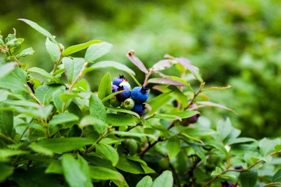 7 sfaturi pentru cei care adună fructe din pădure