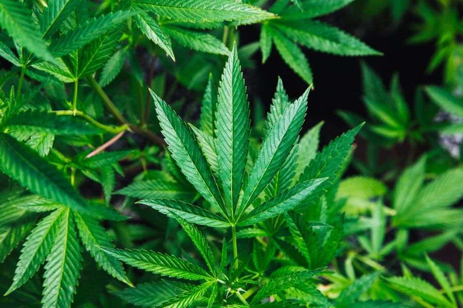 7 produse pe bază de canabis care urmează să apară în curând