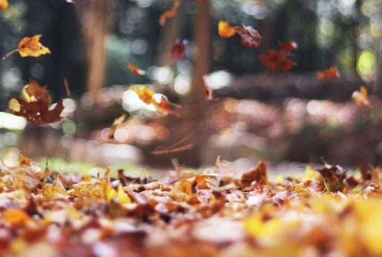 7 semne clare că vine toamna