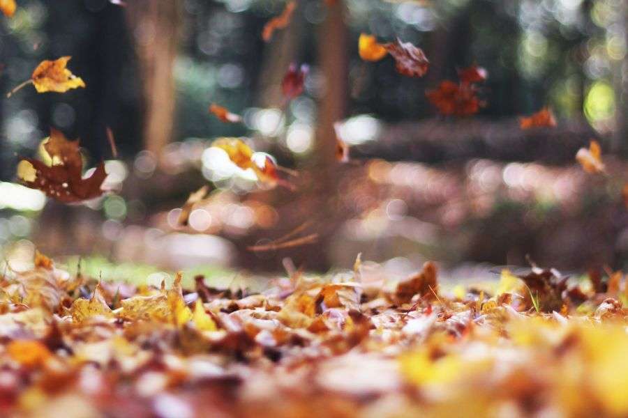 7 semne clare că vine toamna