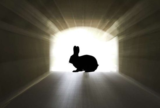 7 indicii că ai fost un iepure într-o viață anterioară