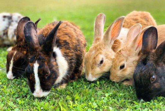 7 lucruri fascinante despre iepuri