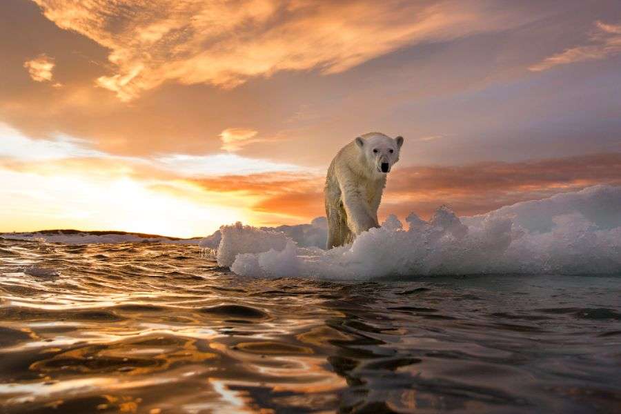 7 metode pentru a combate încălzirea globală