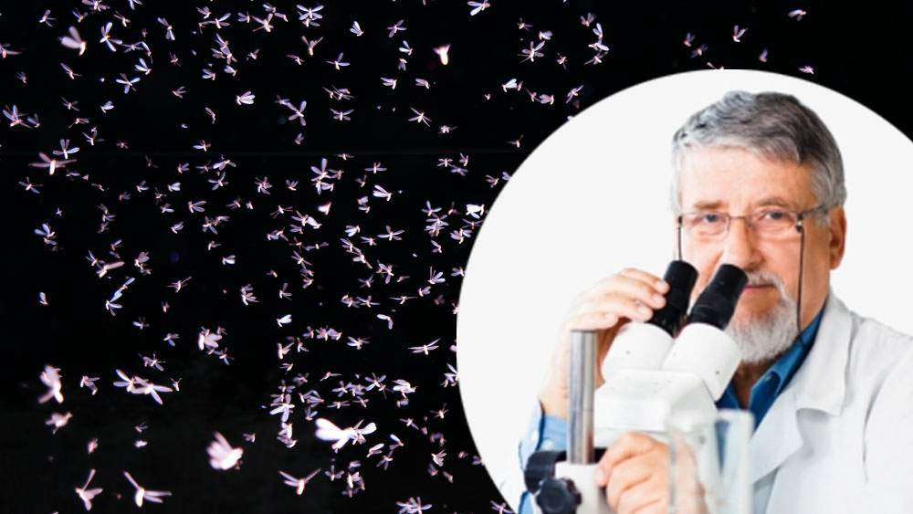 Invazia de insecte, explicată de un biolog: „Avem fluturi, avem ţânţari dar muşti p*la”