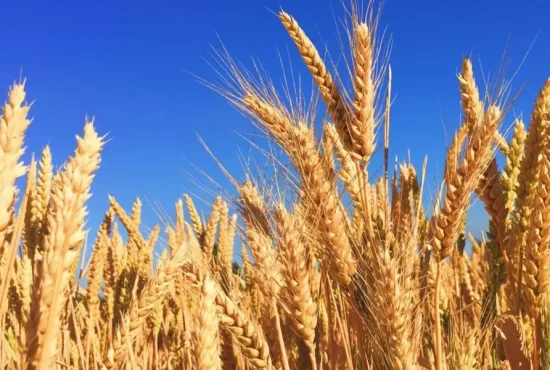 7 lucruri despre grâu, cereala preferată a românilor