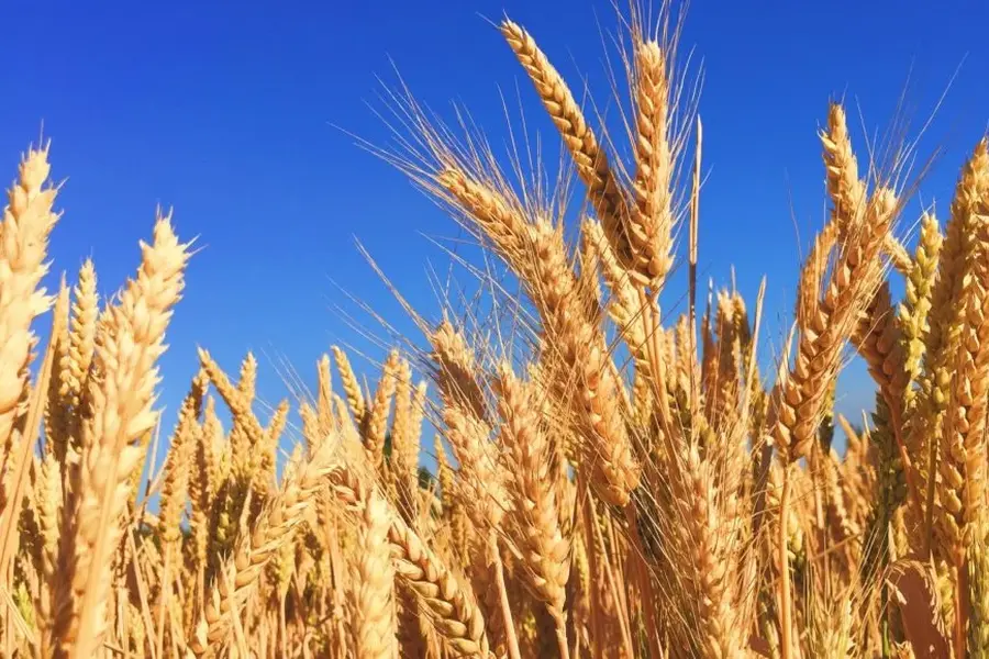 7 lucruri despre grâu, cereala preferată a românilor