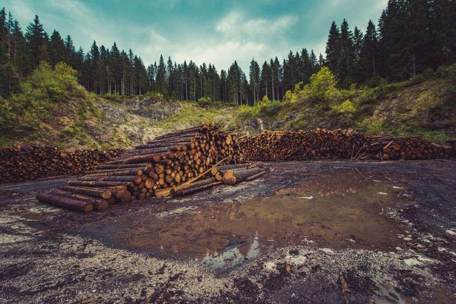7 indicii care te ajută să identifici un hoț de lemne