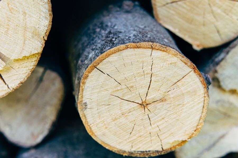 7 lucruri despre mafia lemnului din România