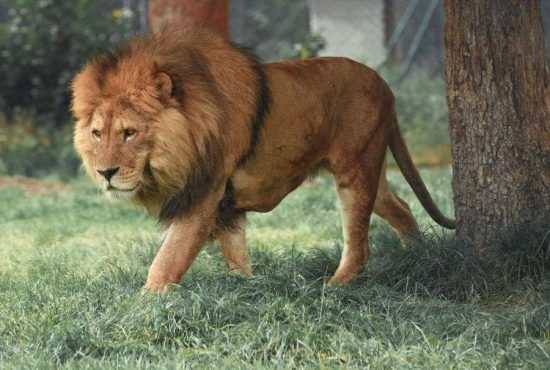 7 animale de companie mult mai potrivite pentru români