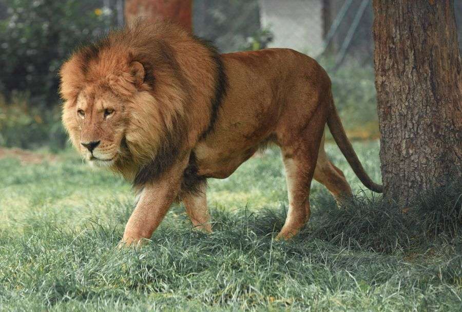 7 animale de companie mult mai potrivite pentru români