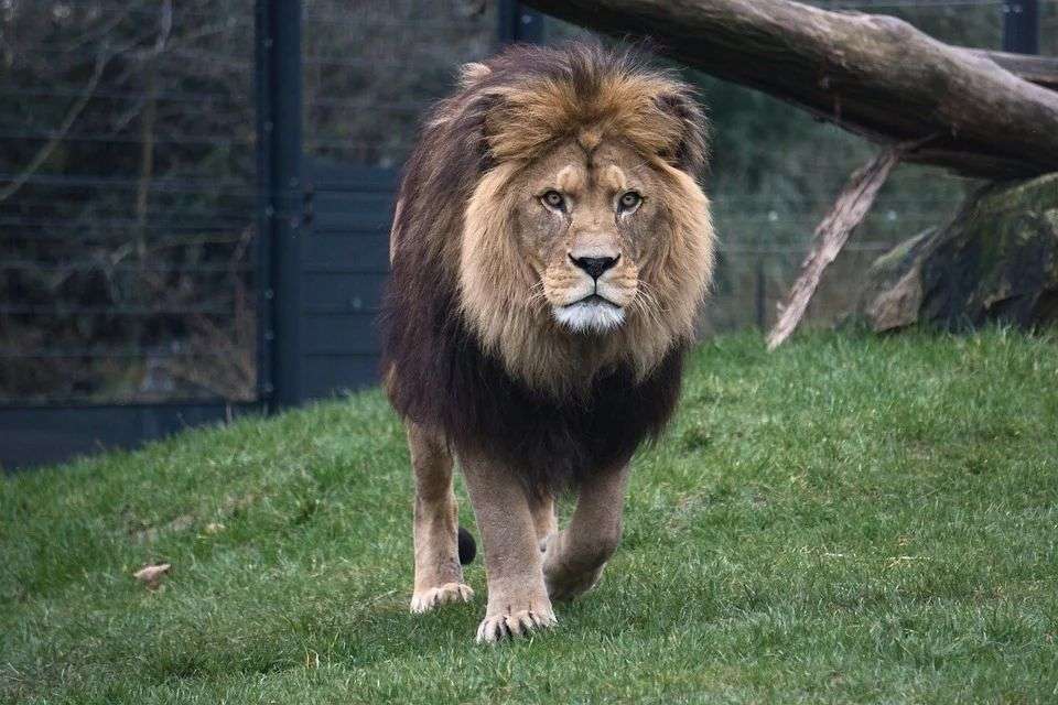 7 lucruri despre Zoo Băneasa