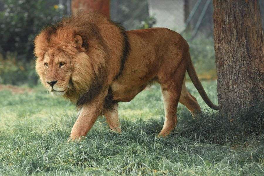 7 motive pentru care leul nu mai merită să fie regele animalelor
