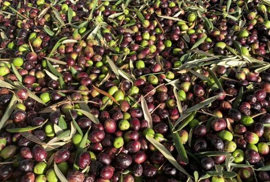 7 lucruri interesante despre măsline