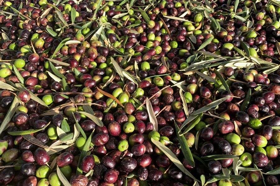 7 lucruri interesante despre măsline